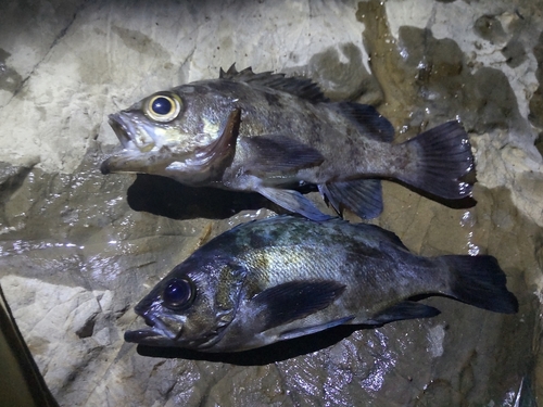 メバルの釣果