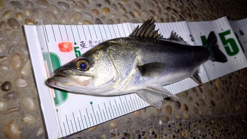 シーバスの釣果