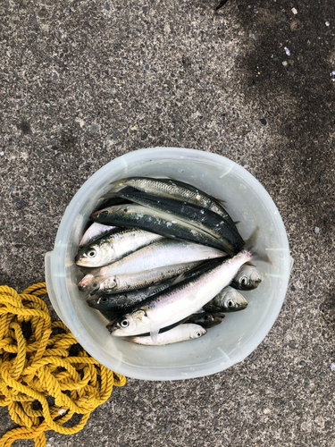 カタボシイワシの釣果