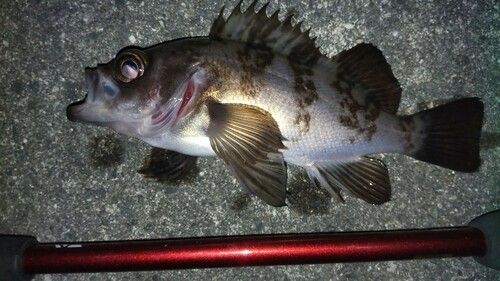 メバルの釣果