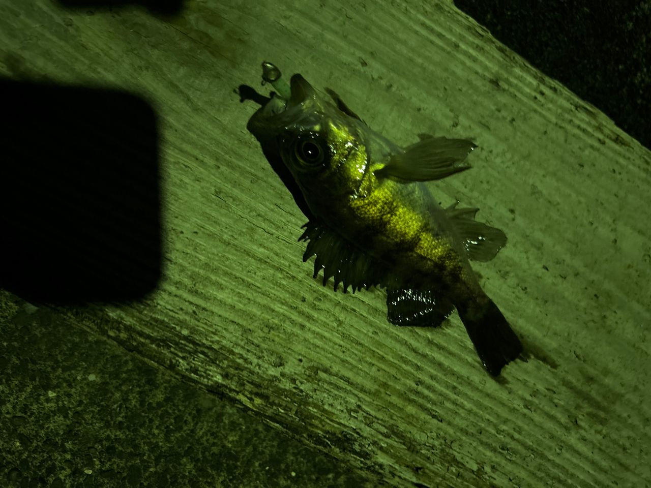 メバル