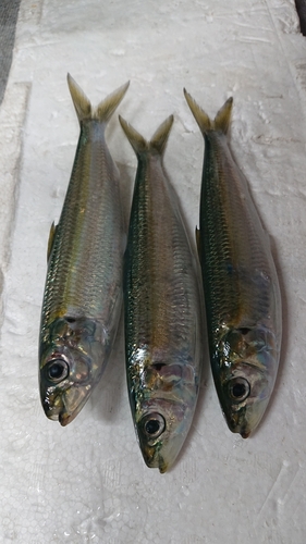 カタボシイワシの釣果