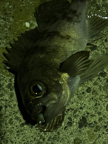 メバルの釣果