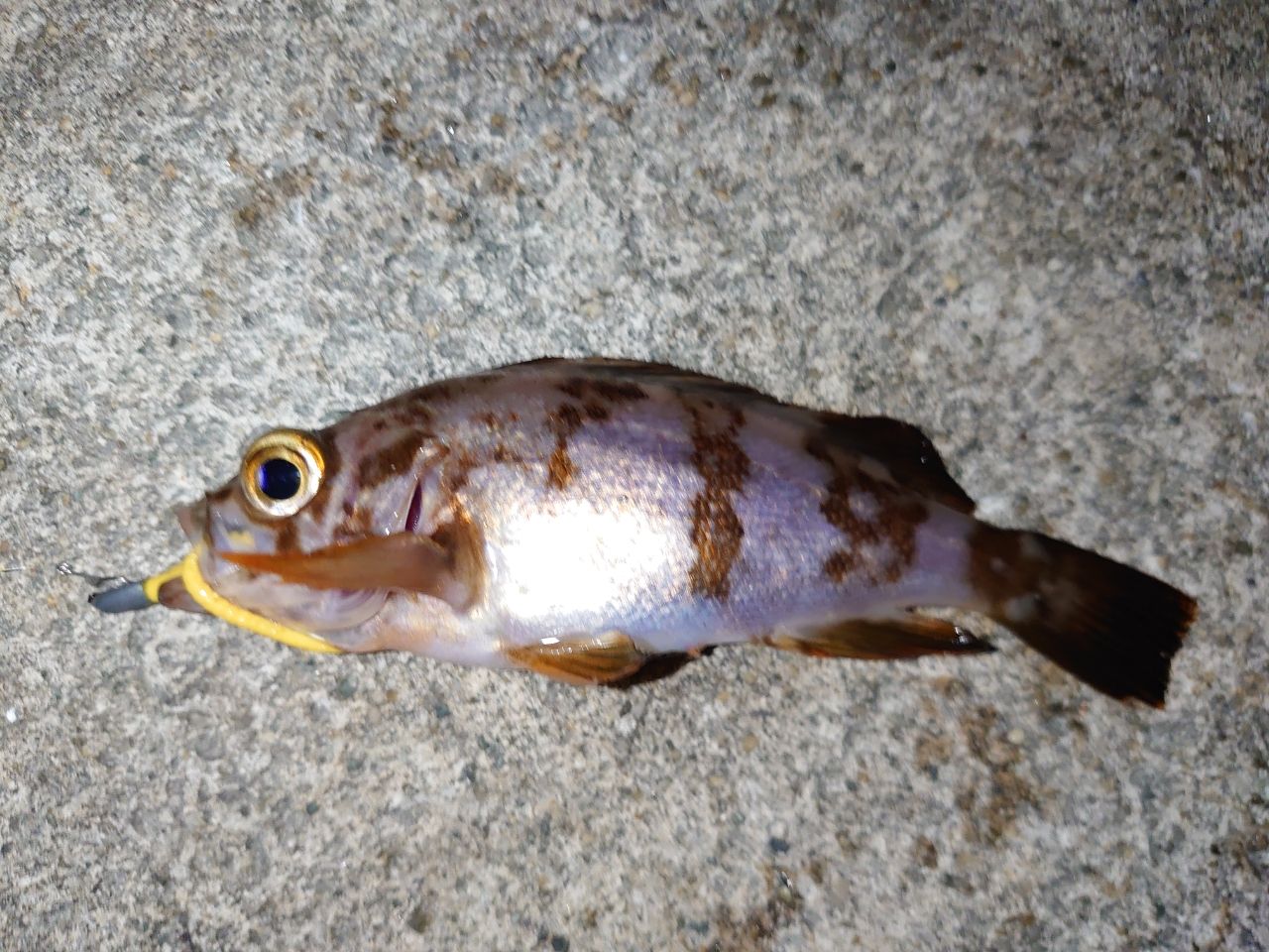 メバル