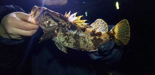 タケノコメバルの釣果