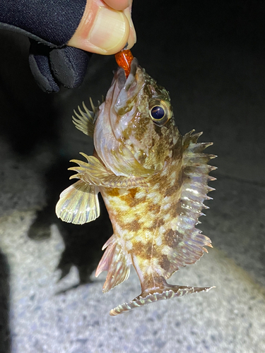 カサゴの釣果