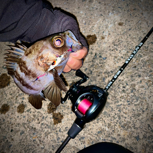 シロメバルの釣果