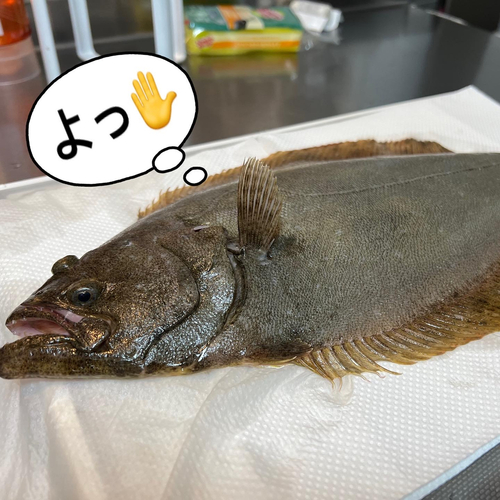 マゴチの釣果