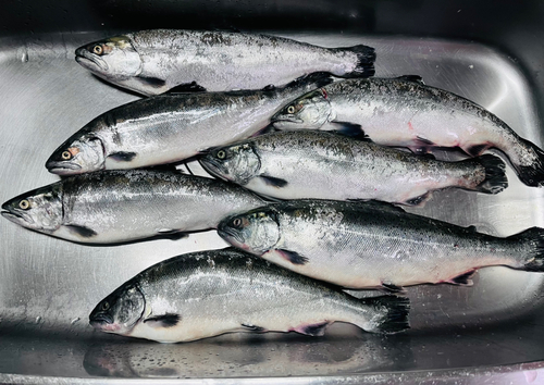 サクラマスの釣果