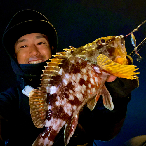 カサゴの釣果