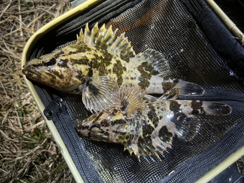 タケノコメバルの釣果