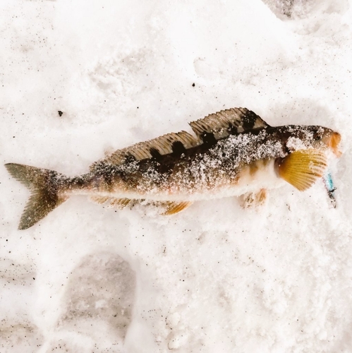 ホッケの釣果