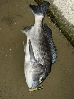 チヌの釣果