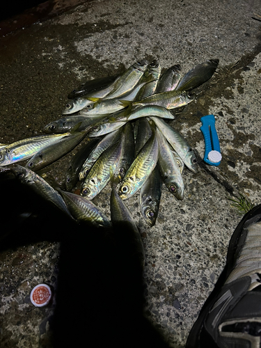 アジの釣果