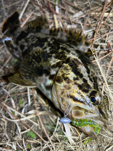 タケノコメバルの釣果