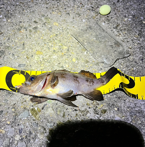 クロメバルの釣果