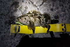 タケノコメバルの釣果