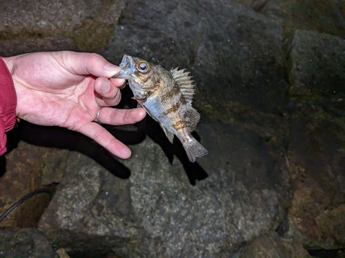 シロメバルの釣果