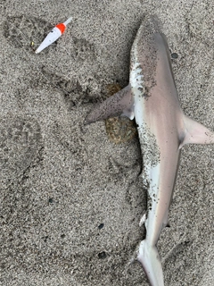 サメの釣果