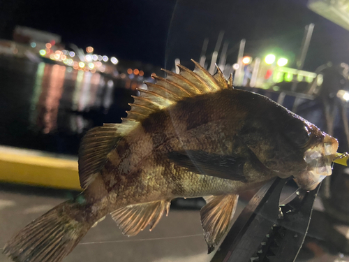 シロメバルの釣果