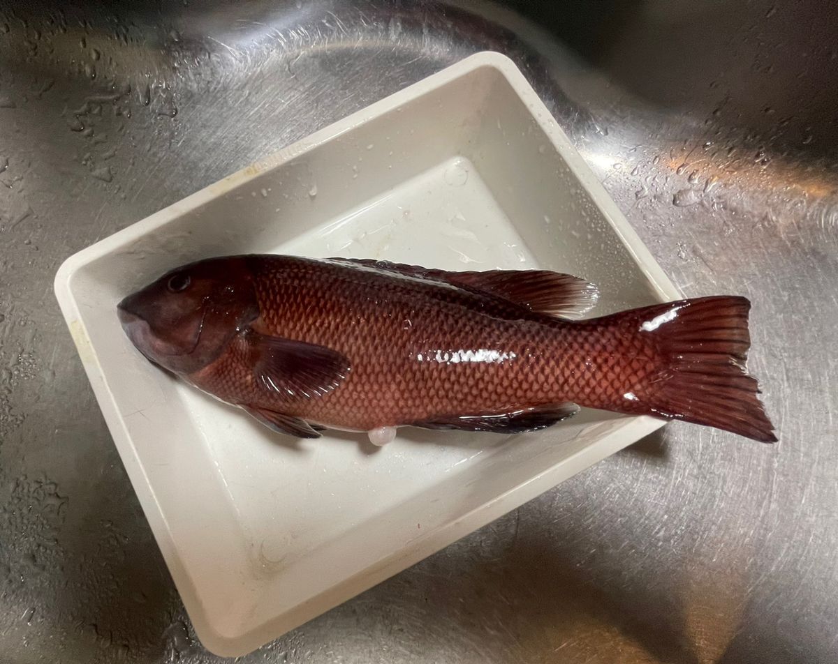 kunchanさんの釣果 1枚目の画像