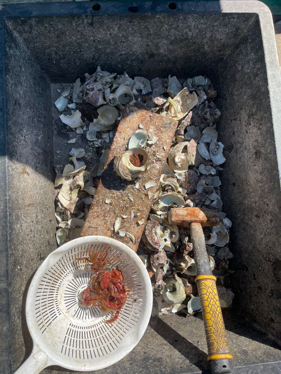 kunchanさんの釣果 3枚目の画像