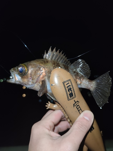 メバルの釣果