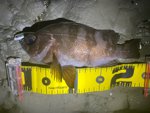 シロメバルの釣果