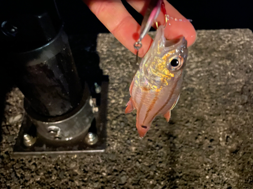 オオスジイシモチの釣果