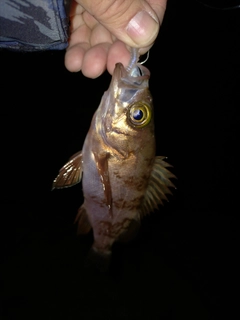 シロメバルの釣果