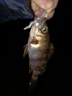 シロメバルの釣果