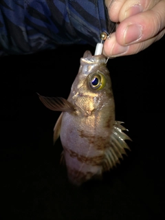シロメバルの釣果