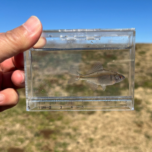 タイリクバラタナゴの釣果