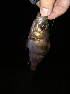 シロメバルの釣果