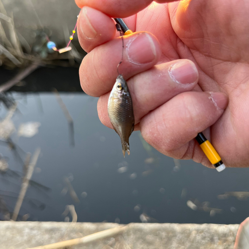 タイリクバラタナゴの釣果