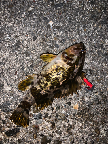 タケノコメバルの釣果