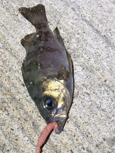 メバルの釣果