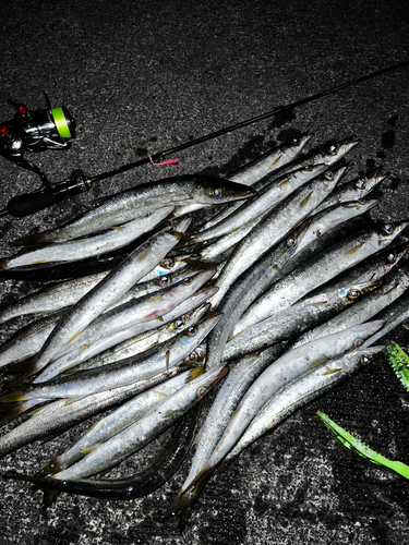 カマスの釣果