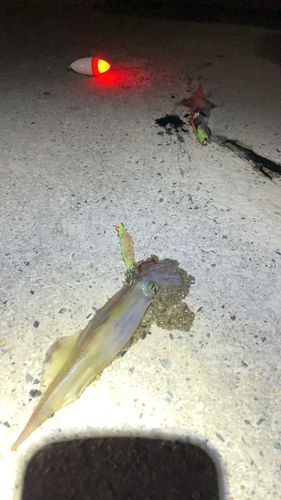 ササイカの釣果