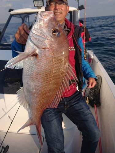 マダイの釣果