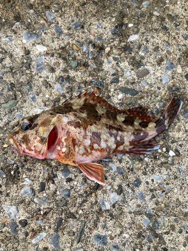 カサゴの釣果