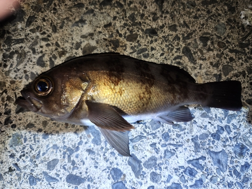 メバルの釣果