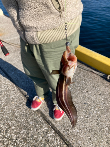 ゴンズイの釣果