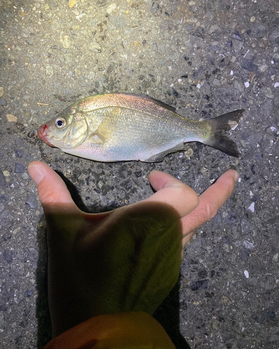 マタナゴの釣果