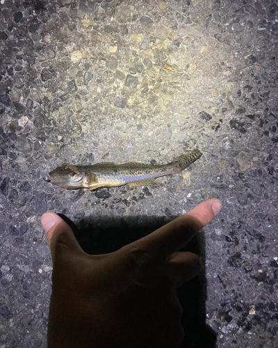 マハゼの釣果