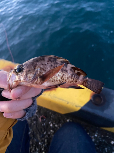 メバルの釣果