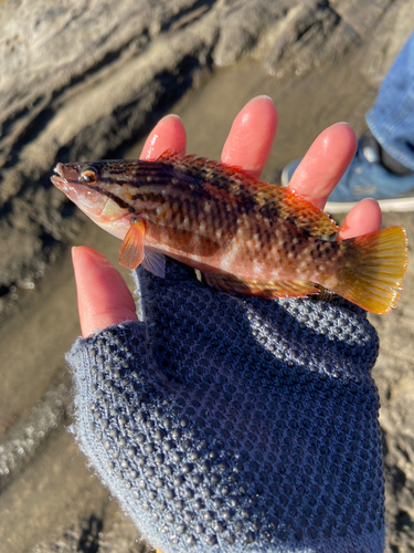 ベラの釣果