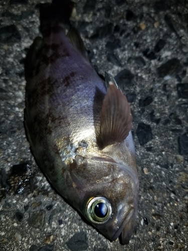 メバルの釣果