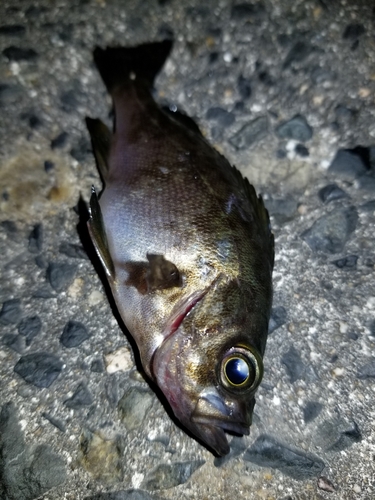 メバルの釣果