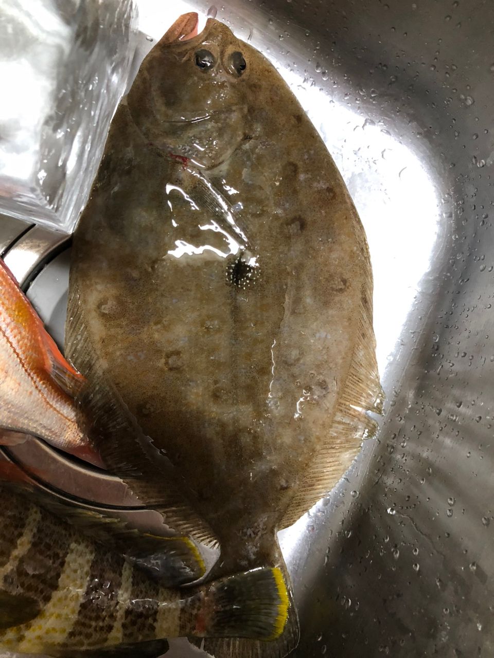 ガンゾウビラメ